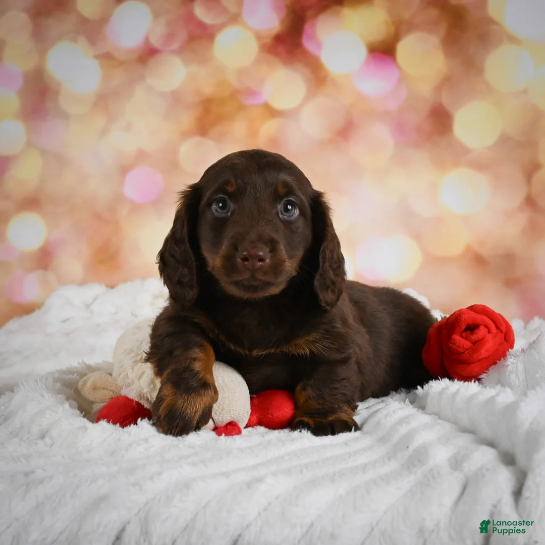 Miniature Dachshund dogs for sale: Penn - Ad 1