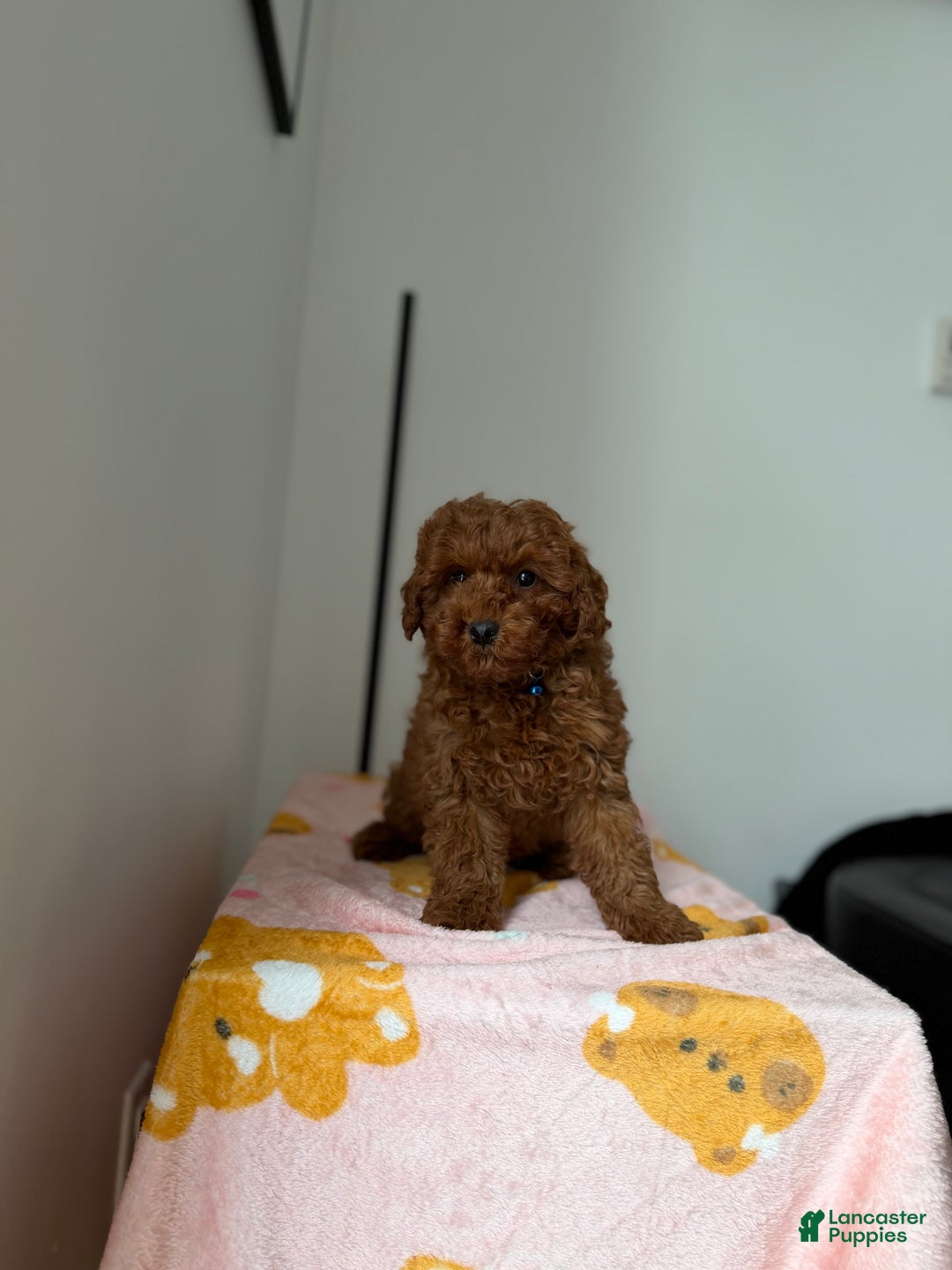 Toy Poodle dogs for sale: Max - Ad 6