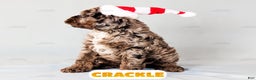 Cockapoo dogs for sale: Crackle - Ad 4