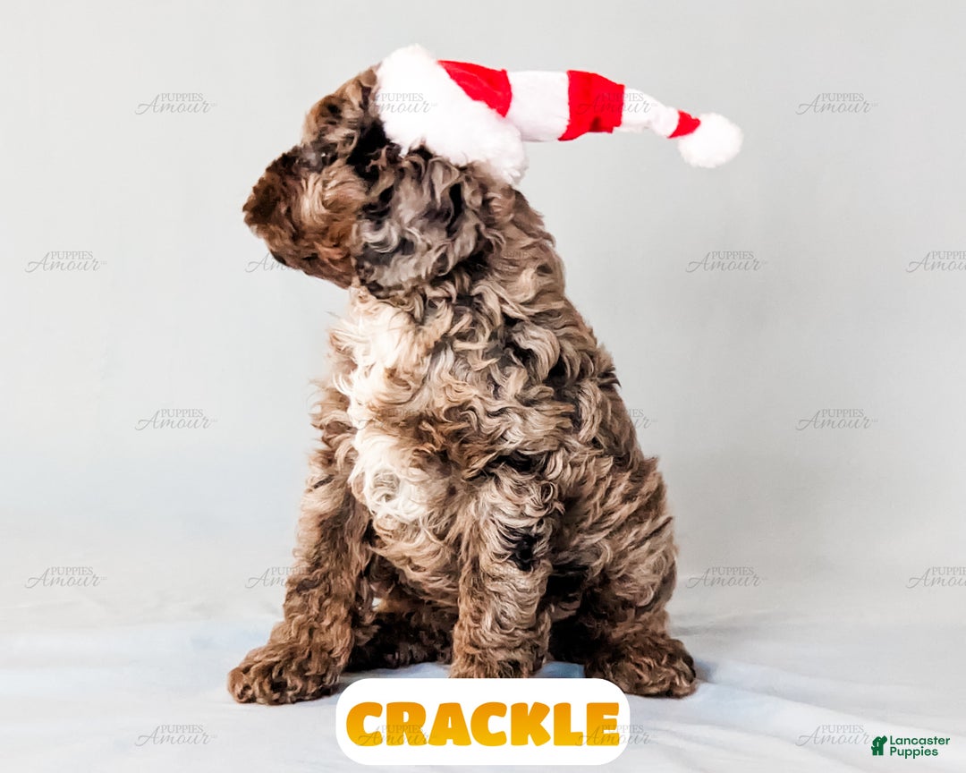 Cockapoo dogs for sale: Crackle - Ad 4