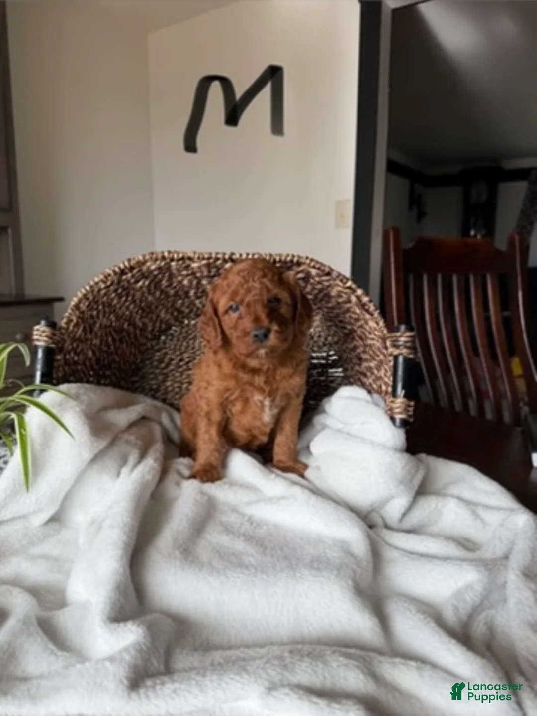 Mini Goldendoodle dogs for sale: Cooper - Ad 2
