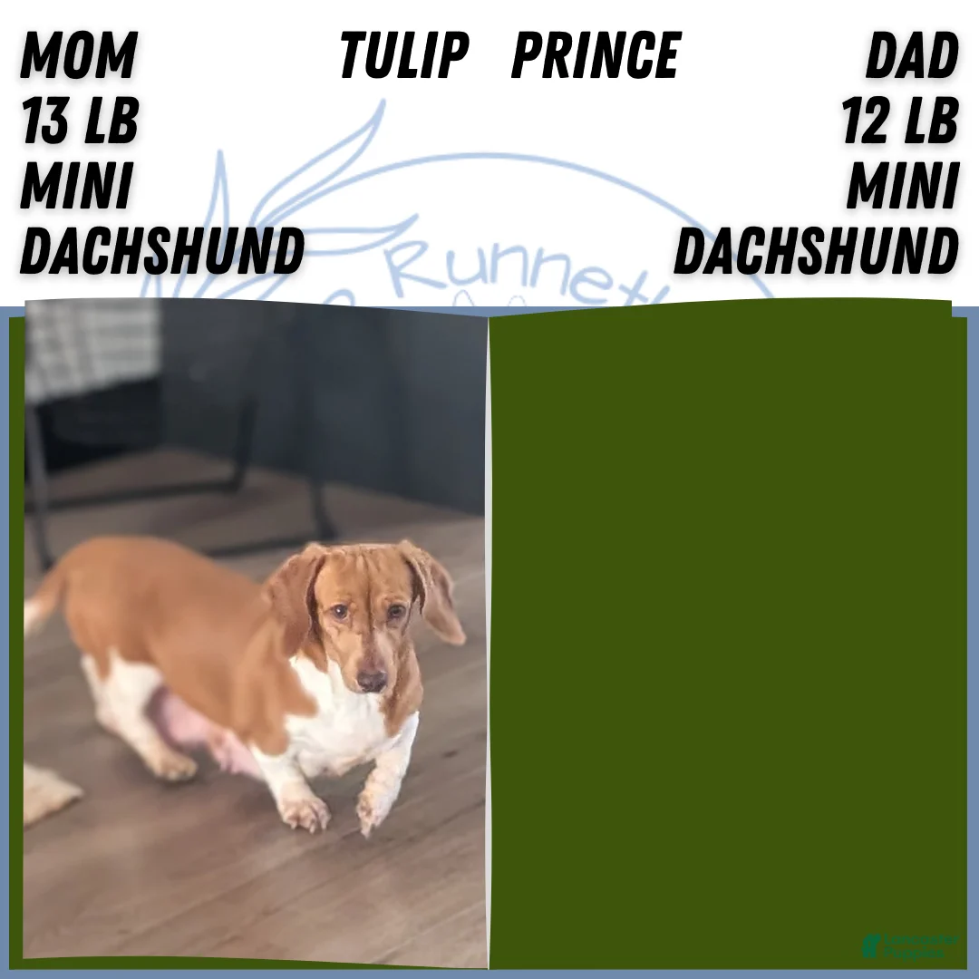 Miniature Dachshund dogs for sale: Zya - Ad 10