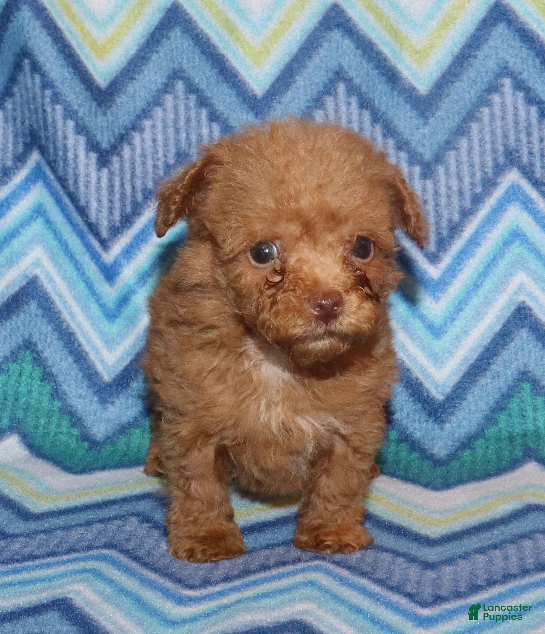 Toy Poodle dogs for sale: Double T Summer’s apricot male - Ad 11