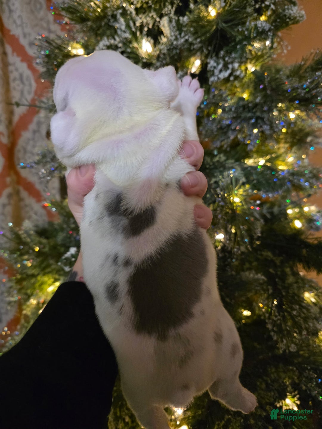 English Bulldog dogs for sale: English Bulldog Puppy 1 - Ad 3