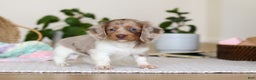 Miniature Dachshund dogs for sale: Skye - Ad 1