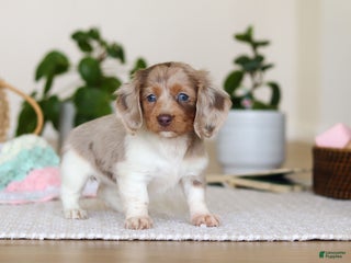 Miniature Dachshund dogs for sale: Skye - Ad 3