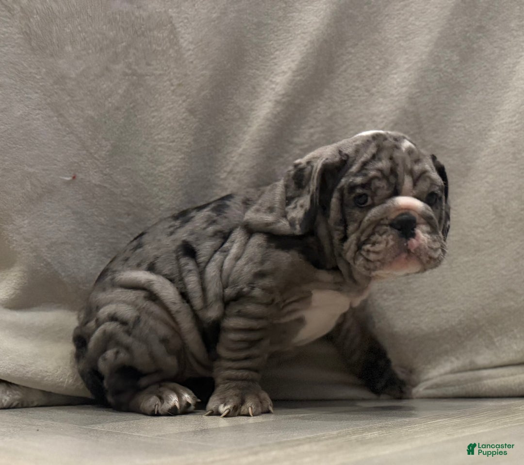 English Bulldog dogs for sale: Judy - Ad 6