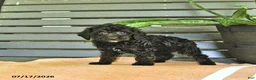 Miniature Poodle dogs for sale: Cynthia - Ad 5
