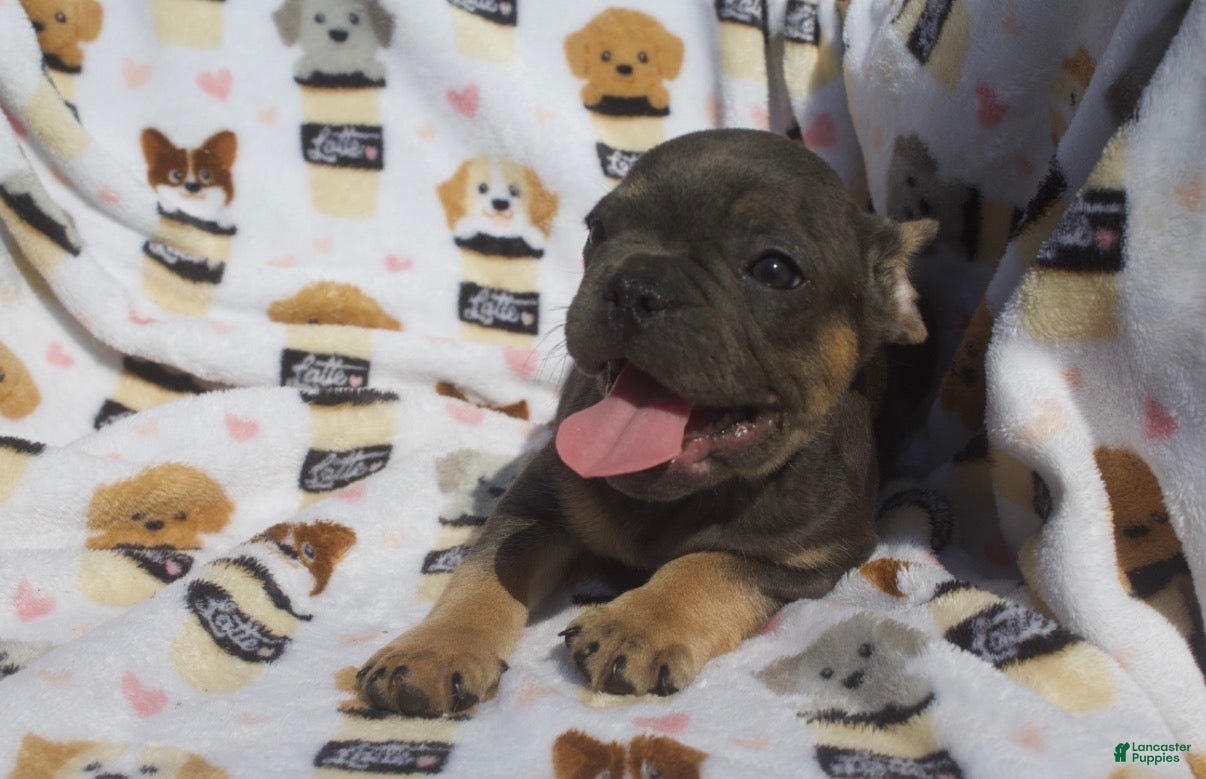 French Bulldog dogs French Bulldog 3 - Ad 2