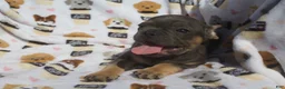 French Bulldog dogs for sale: French Bulldog 3 - Ad 2