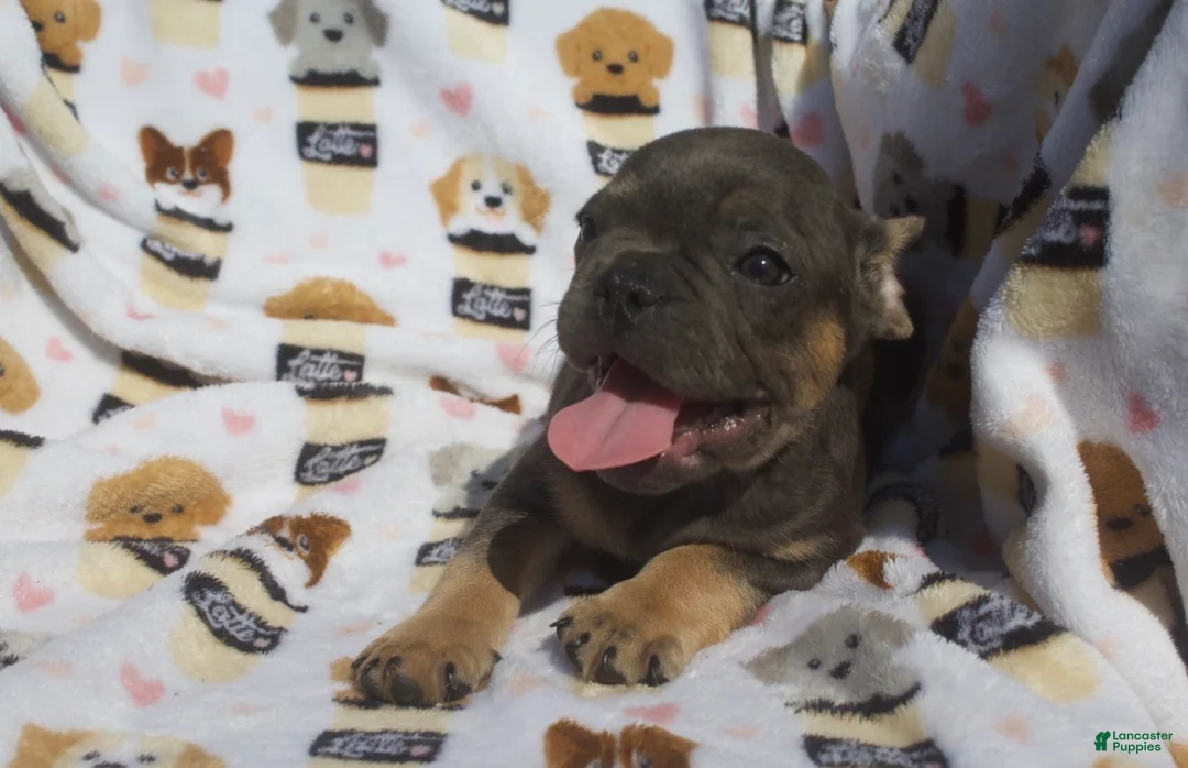 French Bulldog dogs for sale: French Bulldog 3 - Ad 2