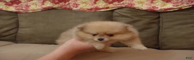 Pomeranian Puppy 3