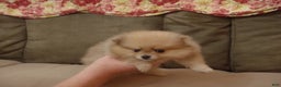 Pomeranian dogs for sale: Pomeranian Puppy 3 - Ad 1