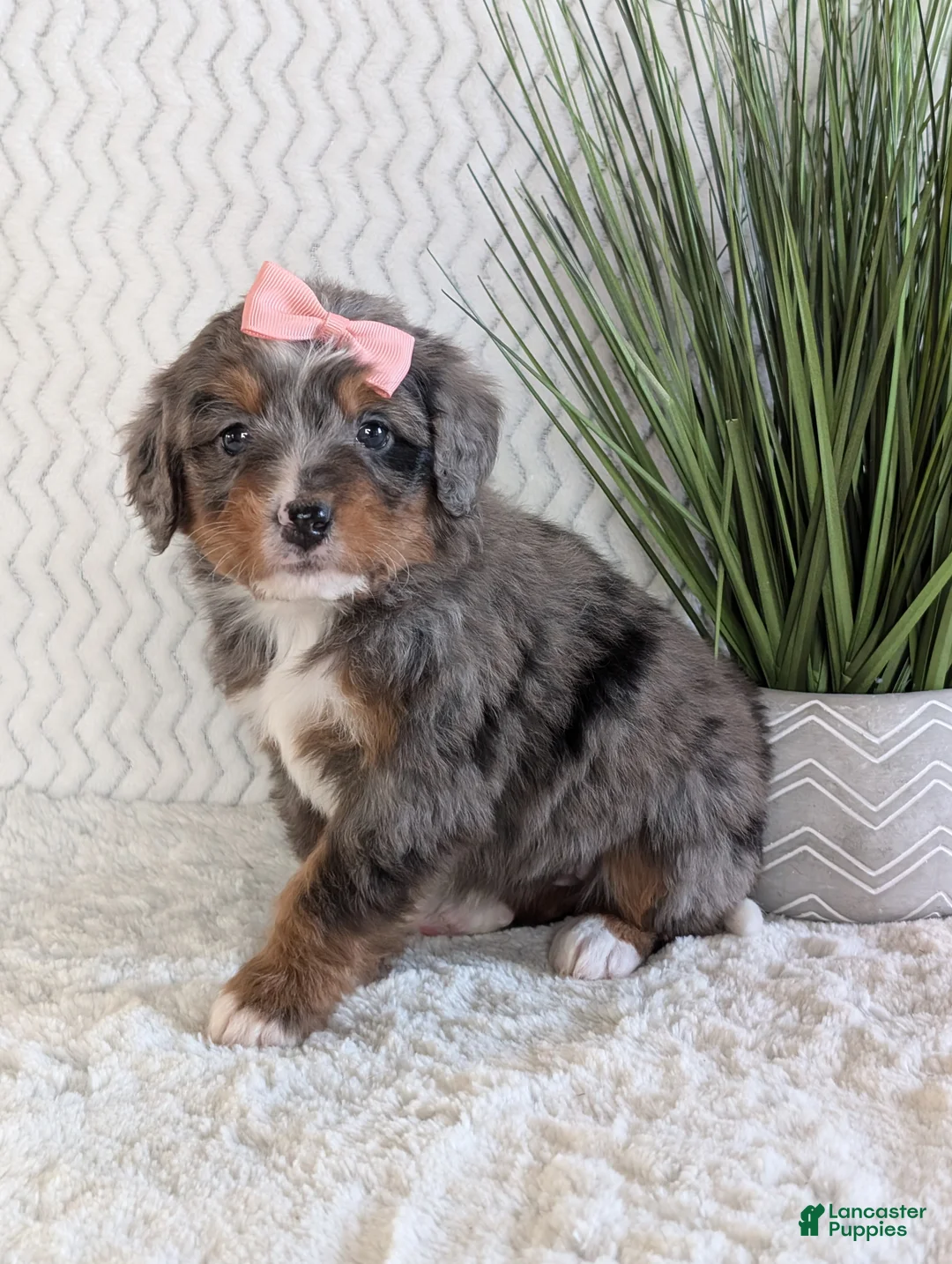 Mini Bernedoodle dogs for sale: Mini Pearl  - Ad 7