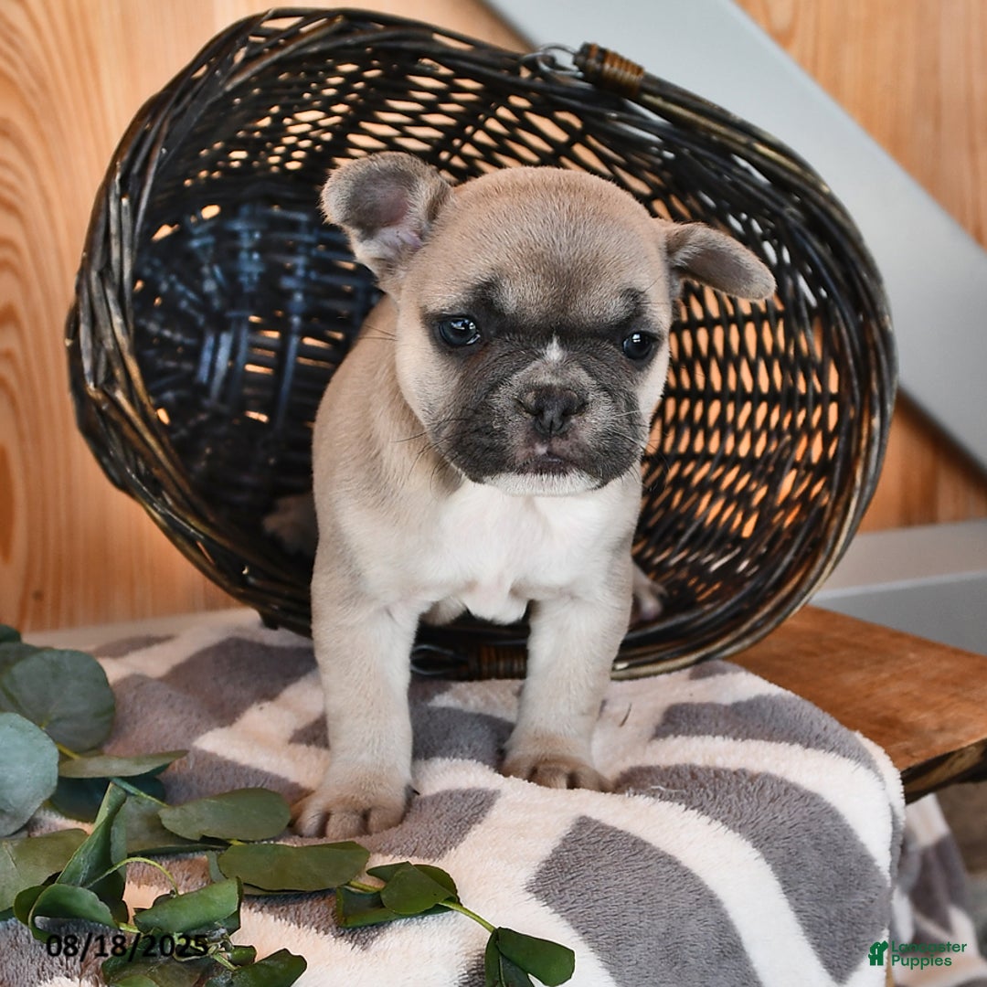 French Bulldog dogs for sale: Tia - Ad 12