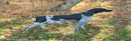 German Shorthaired Pointer dogs for sale: Petunia - Ad 6