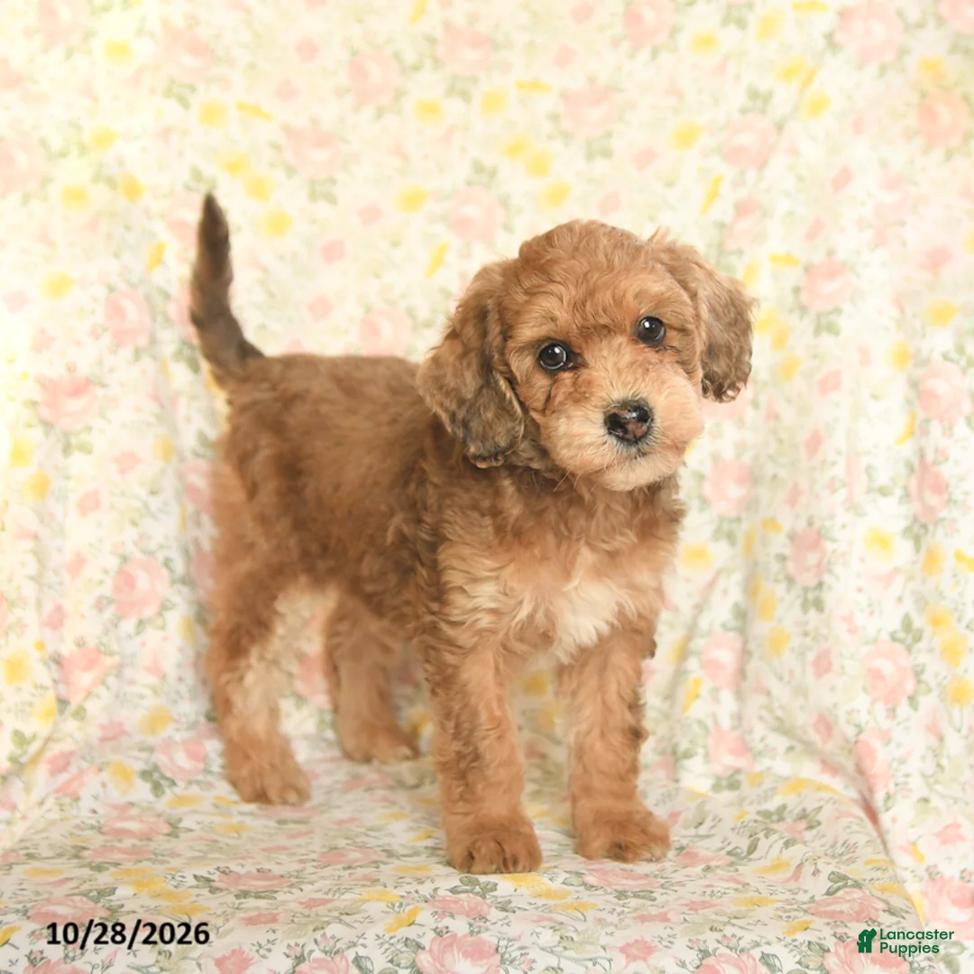 Mini Goldendoodle dogs for sale: Orpha  - Ad 2