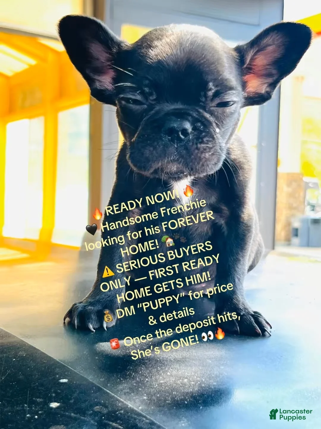 French Bulldog dogs for sale: French Bulldog 2 “Girl” - Ad 1
