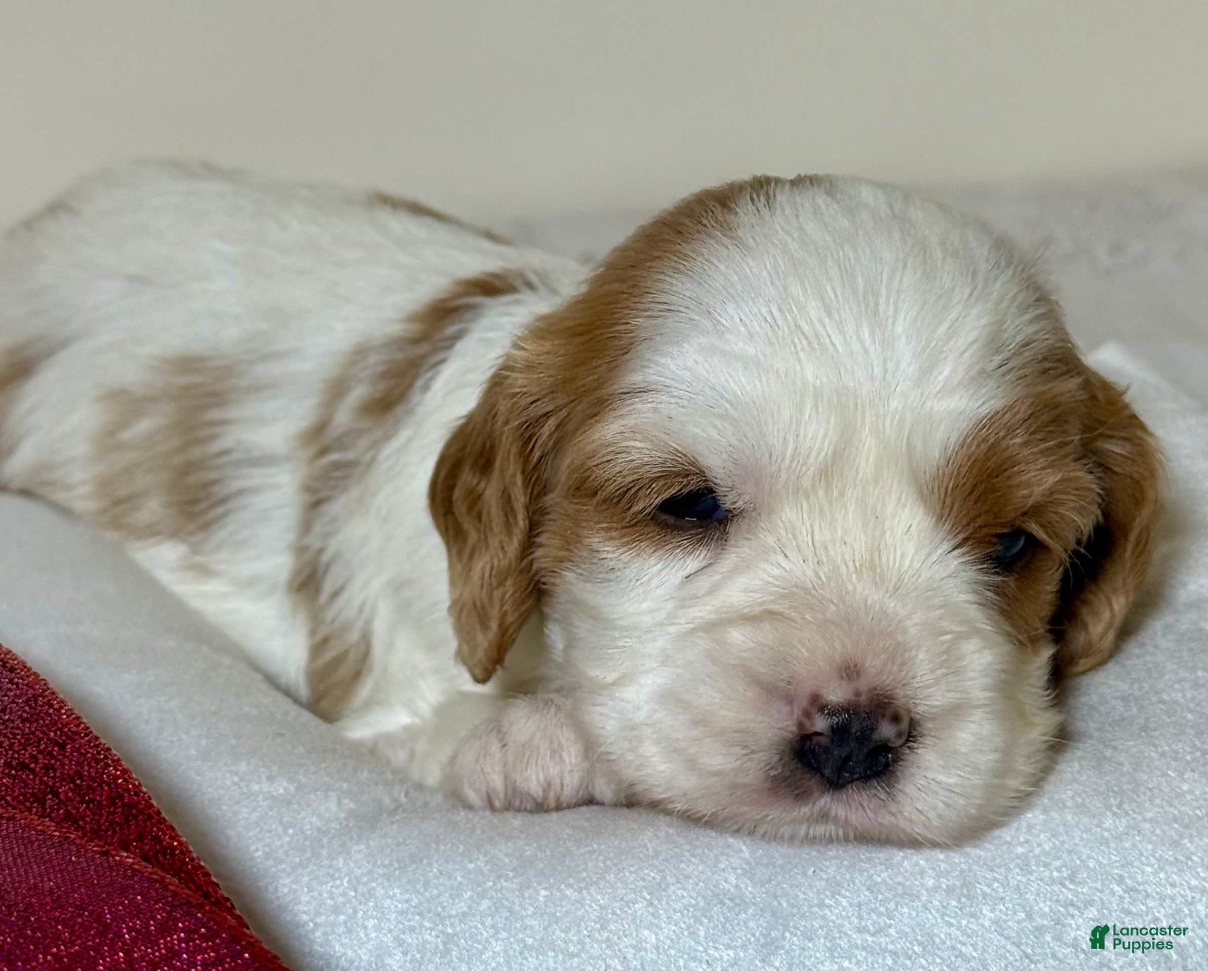 Cavapoo dogs Vanilla Cavapoo  - Ad 2