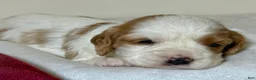 Cavapoo dogs for sale: Vanilla Cavapoo  - Ad 2