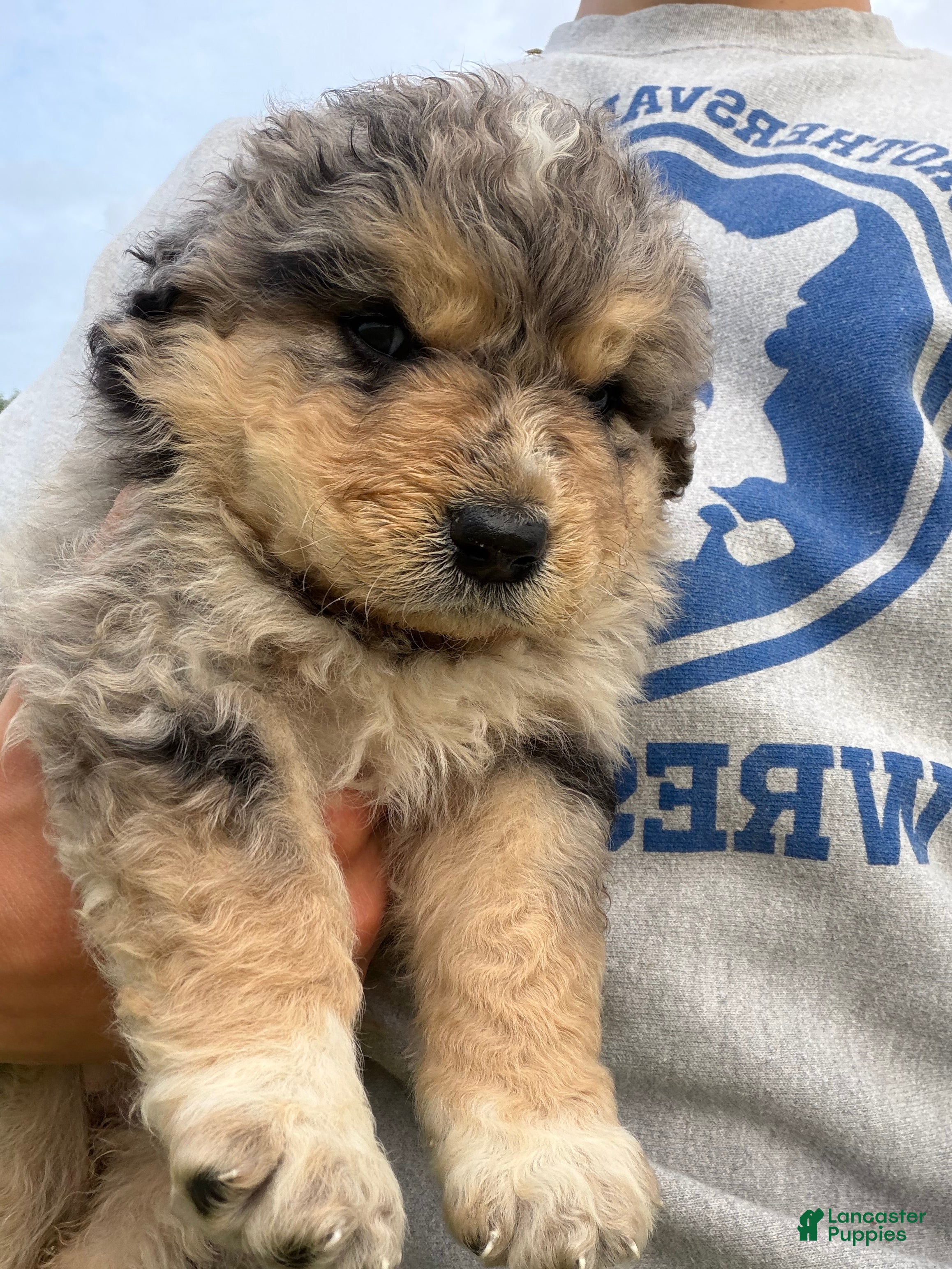 Mixed Breed dogs Thea - Ad 2