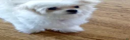 Maltese dogs for sale: Teacup Trayson - Ad 9