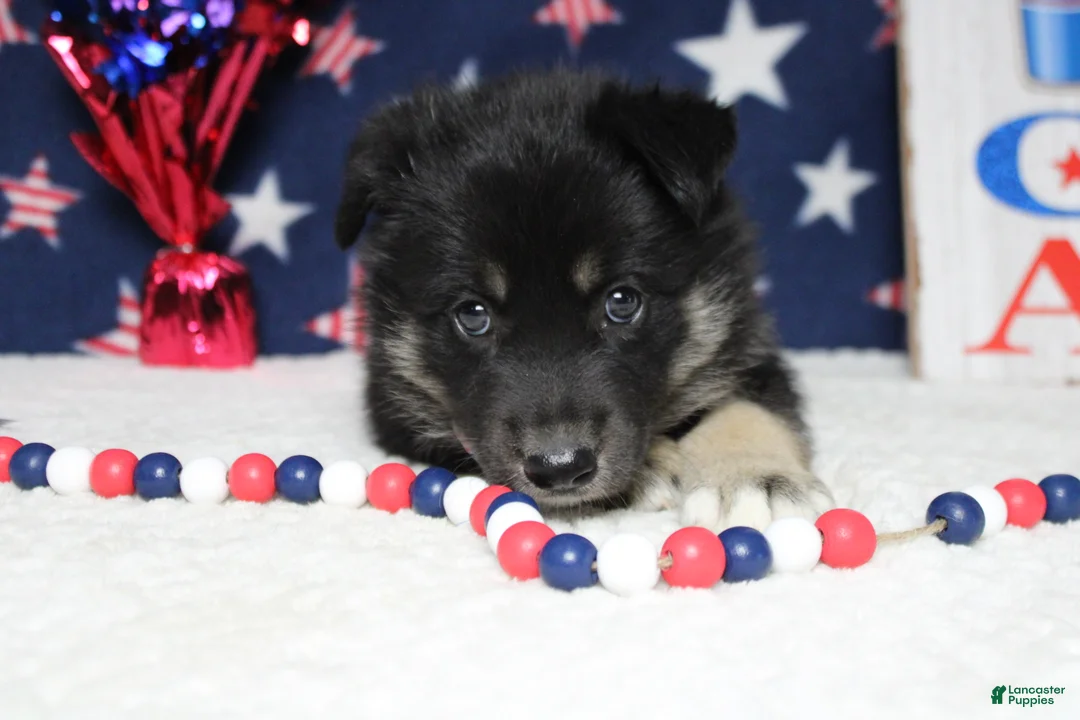 Mixed Breed dogs for sale: Bergamont  - Ad 8