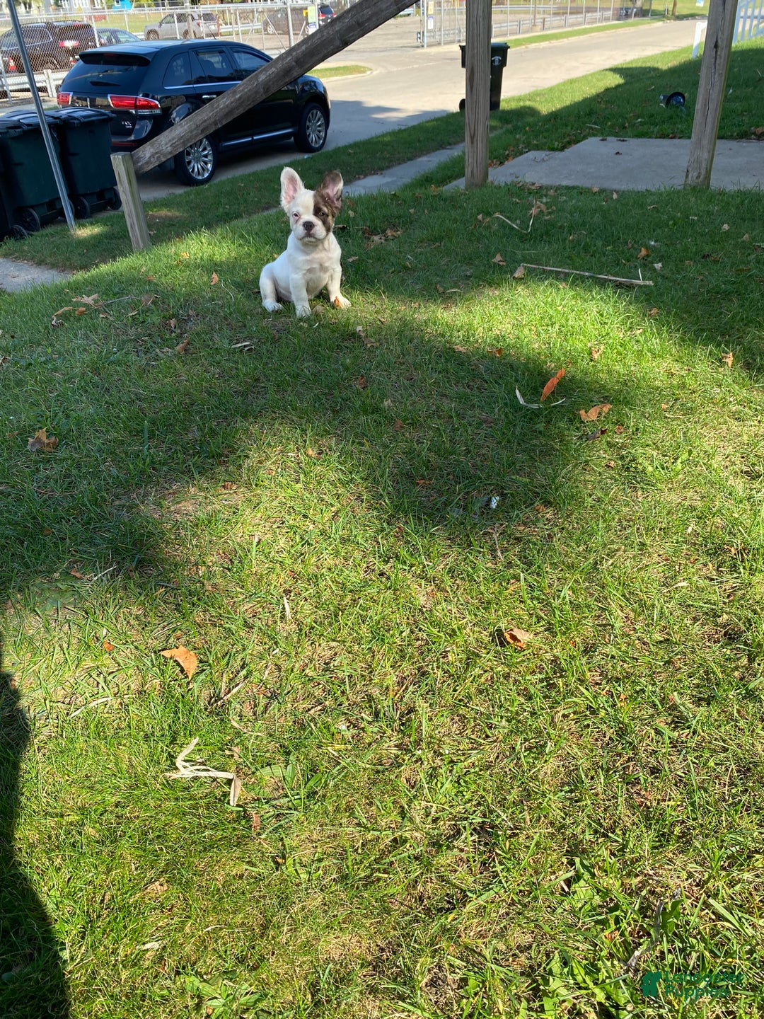 French Bulldog dogs for sale: Mercedes  - Ad 5