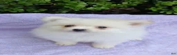 Pomeranian dogs for sale: Vampie - Ad 2