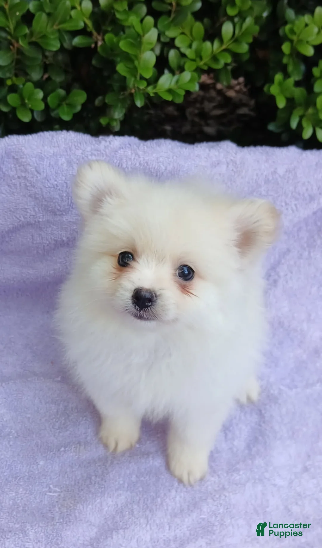 Pomeranian dogs for sale: Vampie - Ad 2