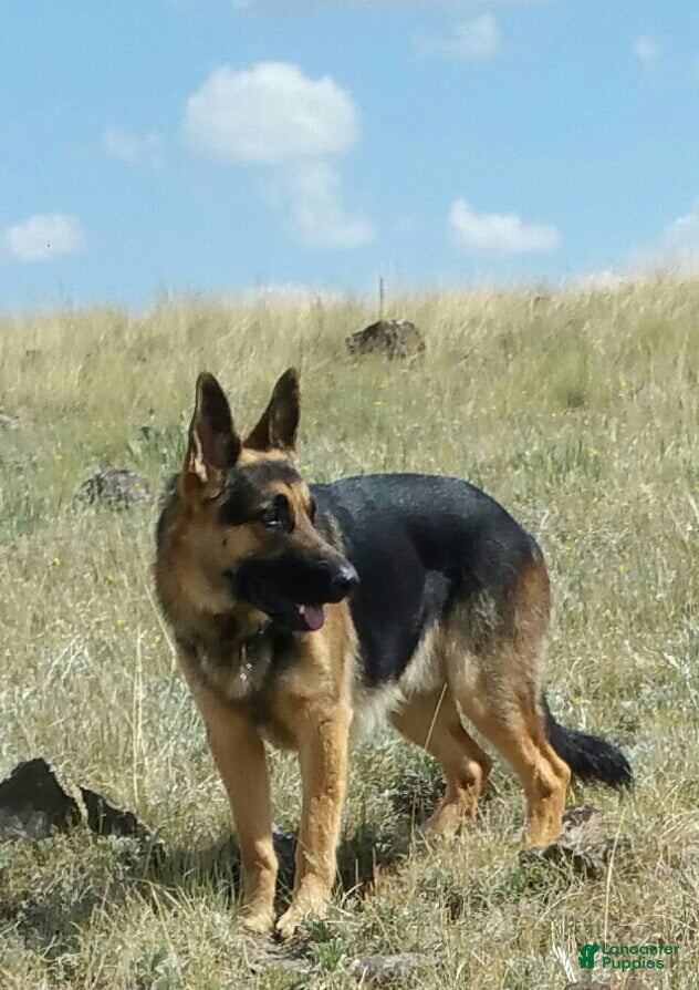 German Shepherd dogs for sale: Ragnar  - Ad 2