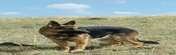 German Shepherd dogs for sale: Ragnar  - Ad 2