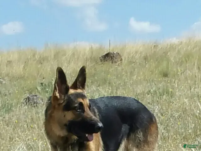 German Shepherd dogs for sale: Ragnar - Ad 2