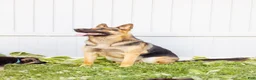 German Shepherd dogs for sale: Princess - Ad 29