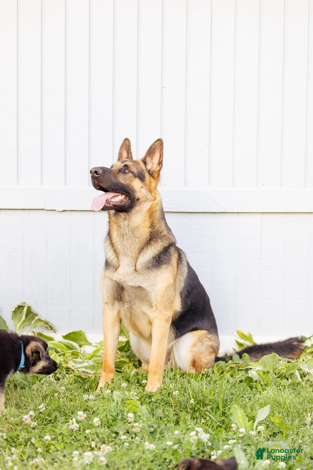 German Shepherd dogs for sale: Mario - Ad 27