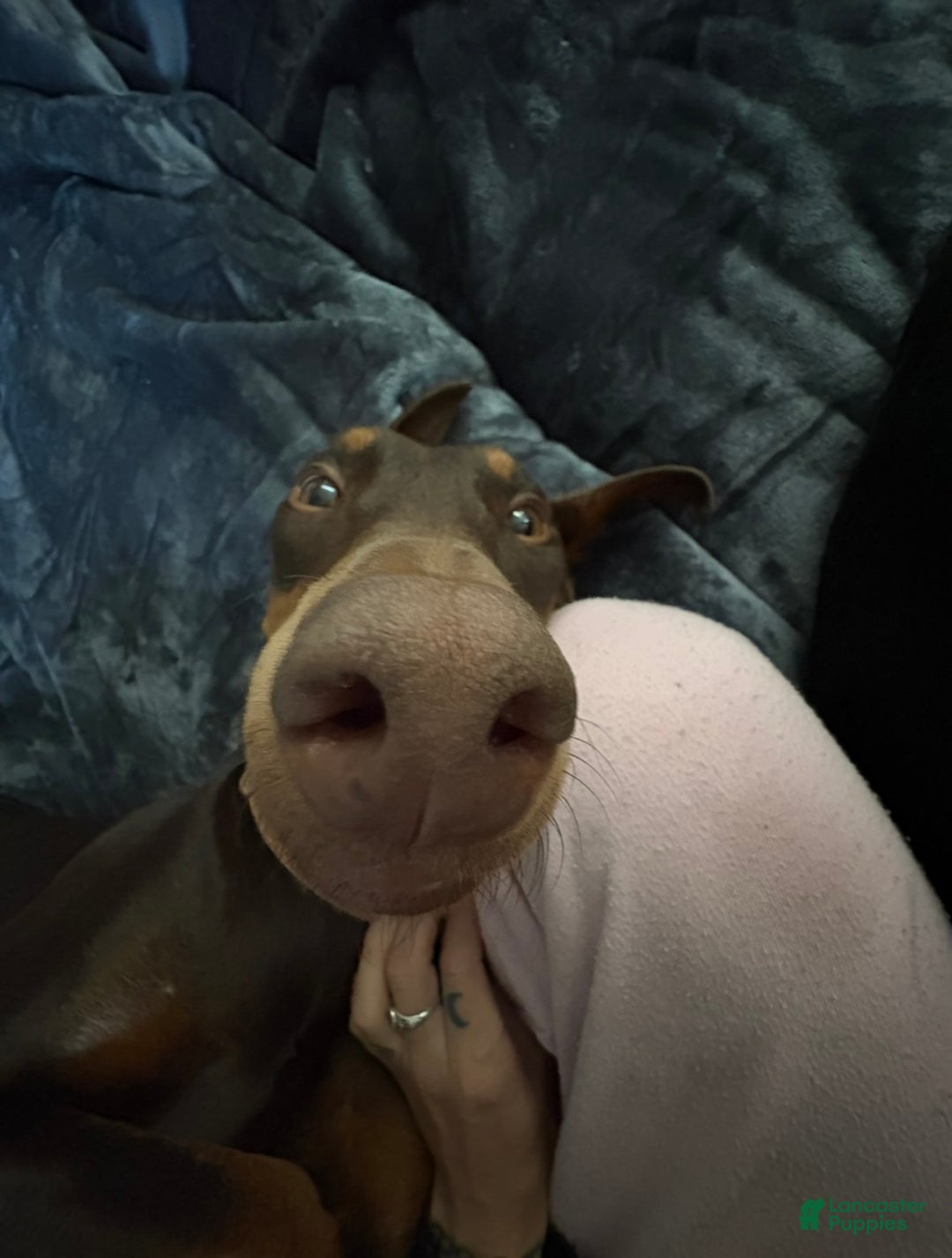 Doberman Pinscher dogs for sale: Doberman Pinscher Puppy 1 - Ad 3