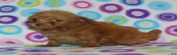 Toy Poodle dogs for sale: Double T apricot male - Ad 7