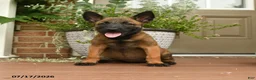Belgian Malinois dogs for sale: Raya - Ad 3