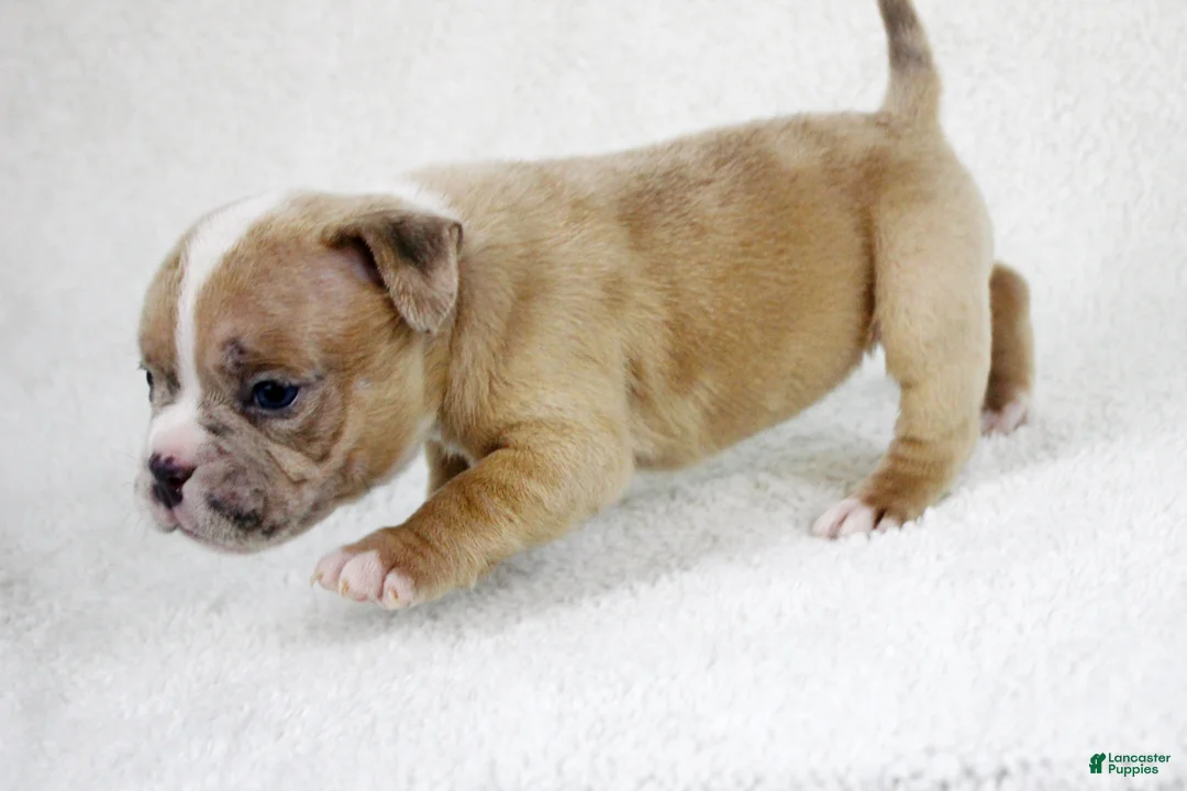 American Bully dogs for sale: Fawn Female (1 white foot) - Ad 18
