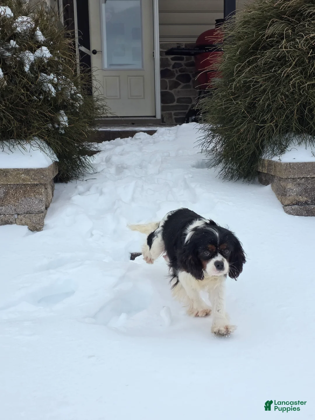 Cavapoo dogs for sale: Cooper - Ad 7