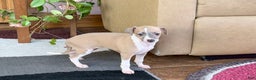 Italian Greyhound dogs for sale: Trina - Ad 9