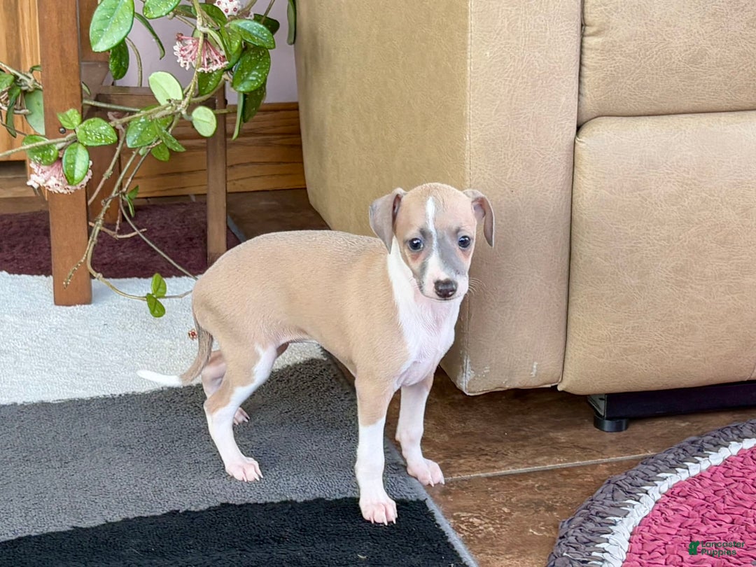 Italian Greyhound dogs for sale: Trina - Ad 9