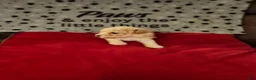 Toy Poodle dogs for sale: Toy Poodle Puppy 1 - Ad 7
