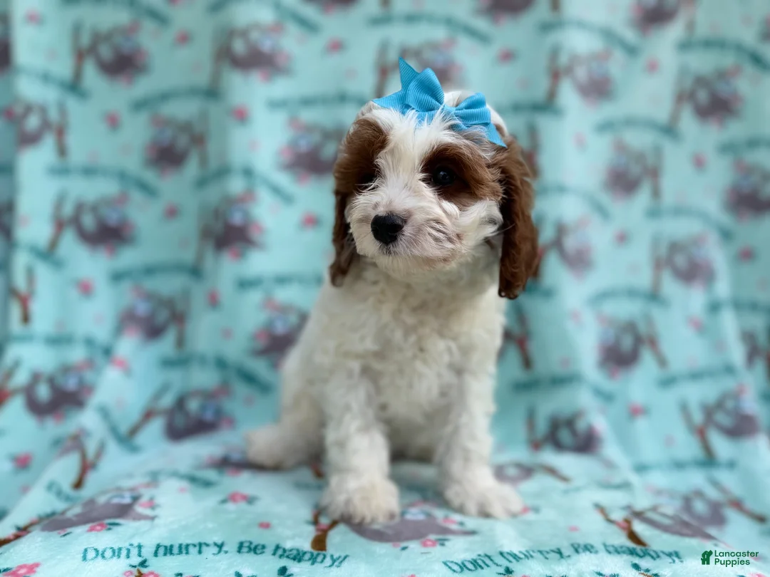 Cavapoo dogs for sale: Paris - Ad 2