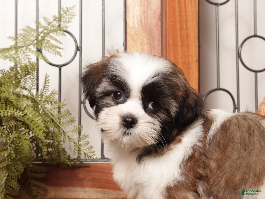 Shih Tzu dogs Asher - Dapper Little Male Shihtzu - Ad 2