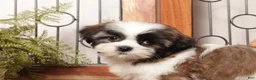 Shih Tzu dogs for sale: Asher - Dapper Little Male Shihtzu - Ad 2