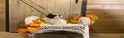 Cavachon dogs for sale: Cookie  - Ad 2