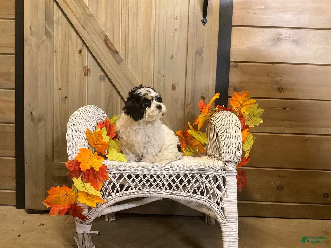 Cavachon dogs for sale: Cookie  - Ad 2