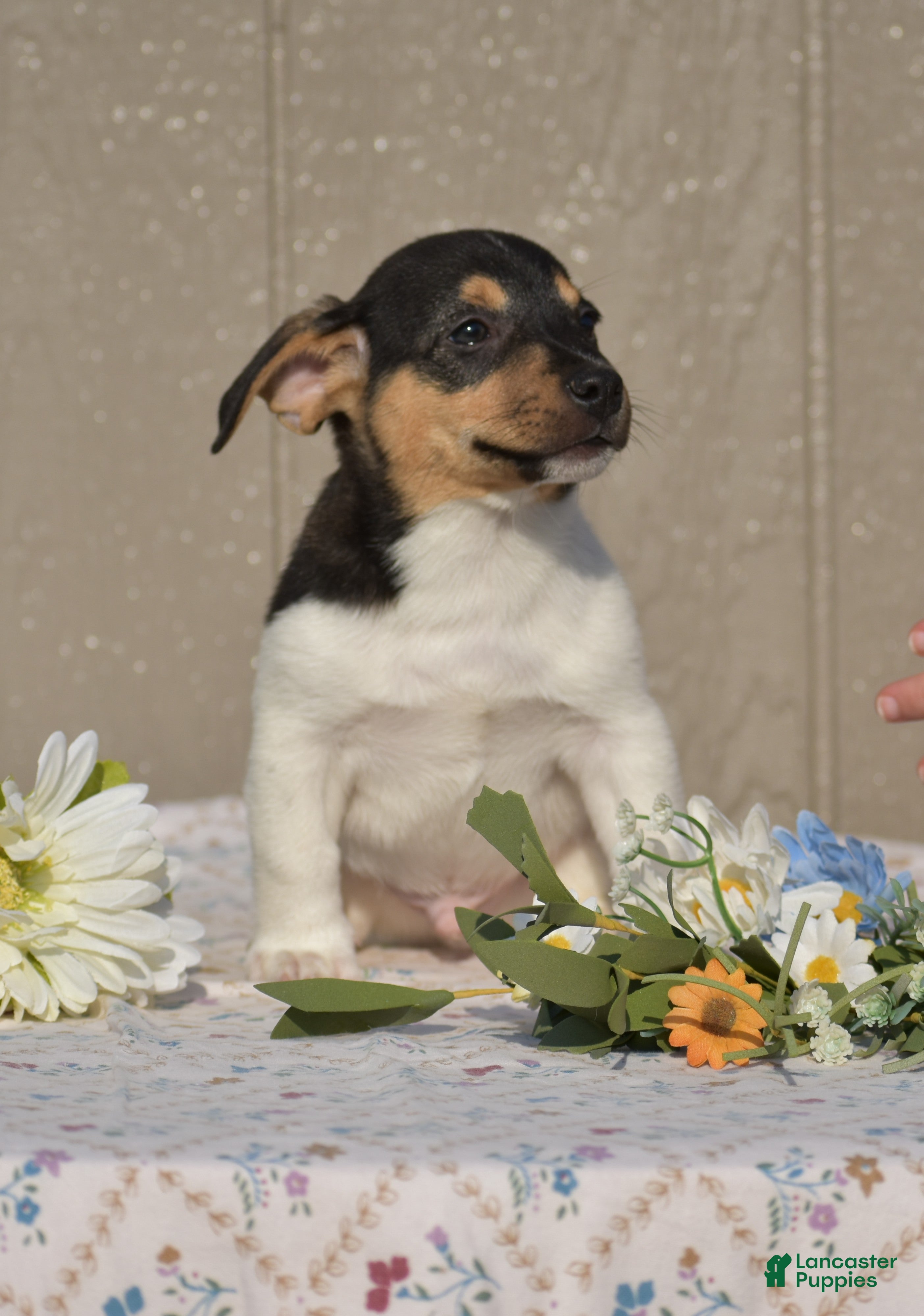 Jack Russell Terrier dogs for sale: Dander - Ad 1