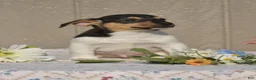 Jack Russell Terrier dogs for sale: Dander - Ad 1